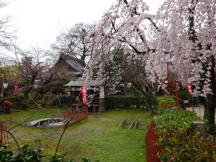 辨財天長建寺 しだれ桜