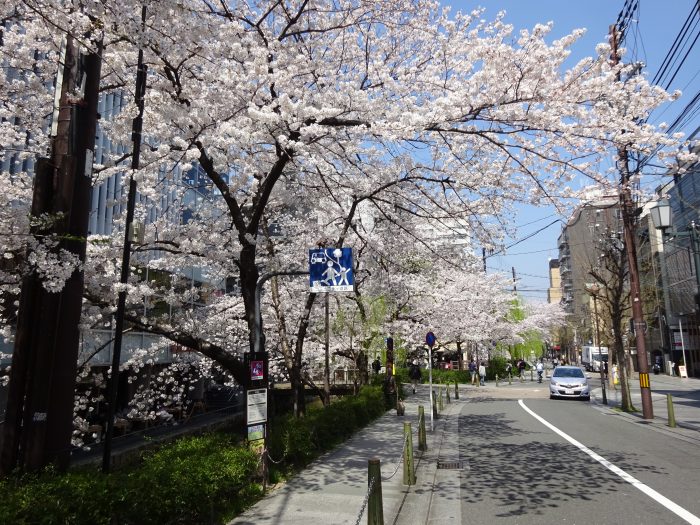 木屋町 桜